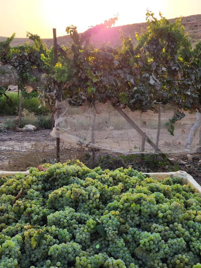 Carmey Avdat Farm Midreshet Ben Gurion ภายนอก รูปภาพ