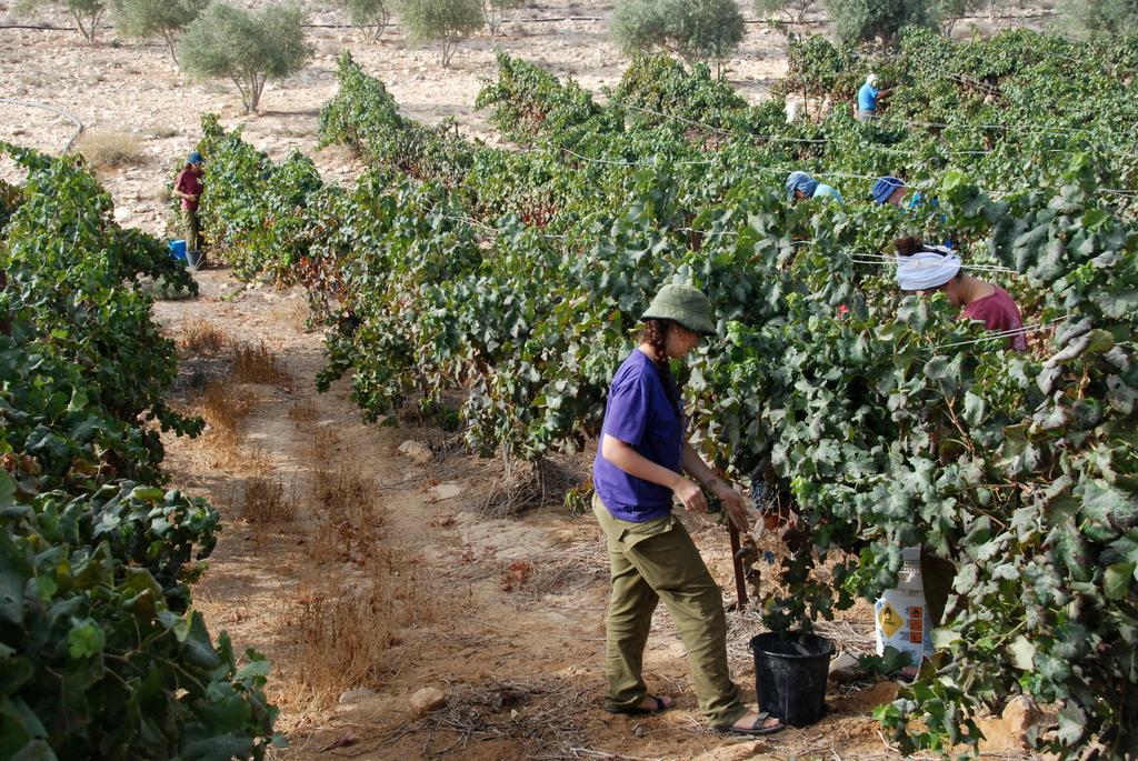 Carmey Avdat Farm Midreshet Ben Gurion ภายนอก รูปภาพ